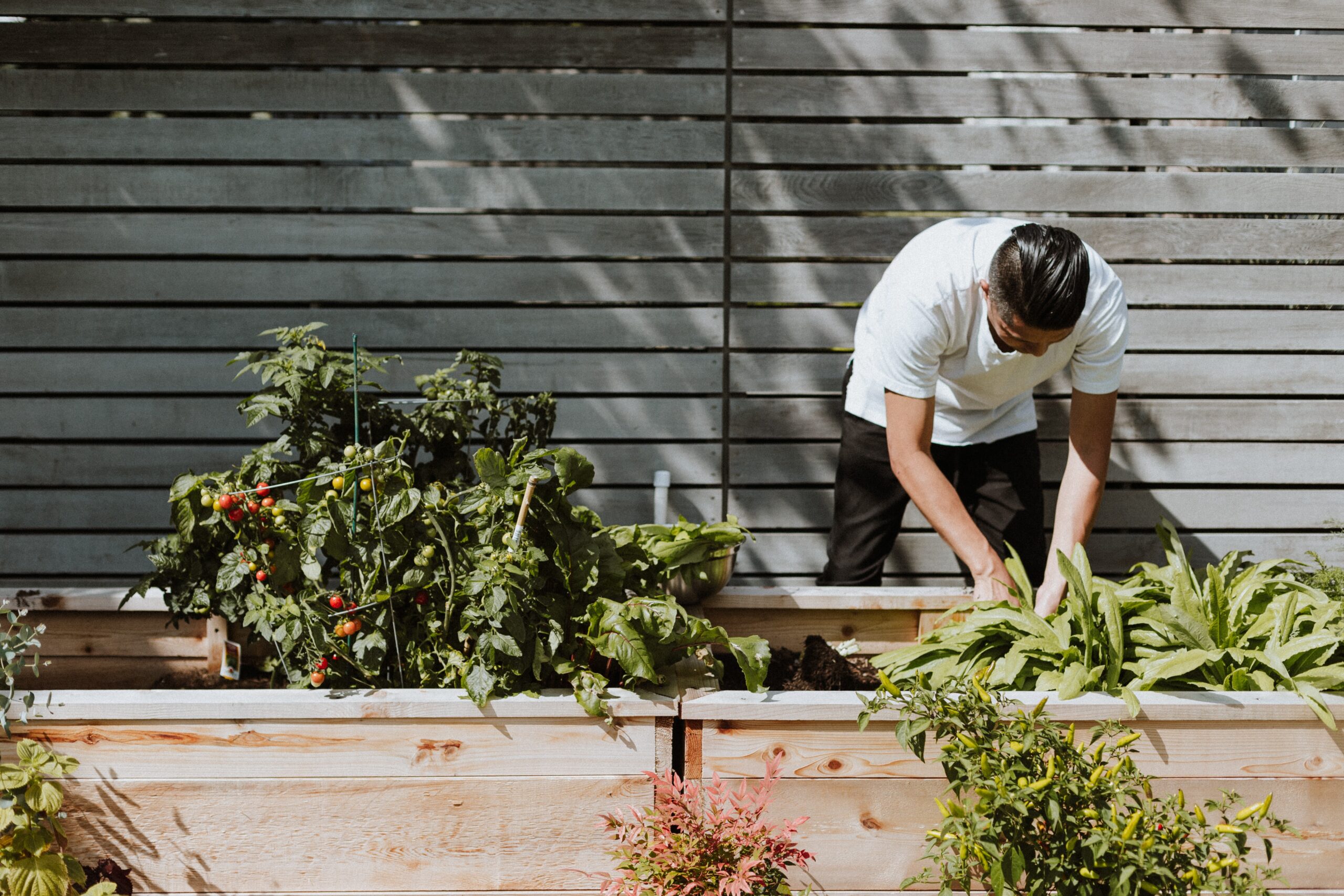 Man planting in a small garden